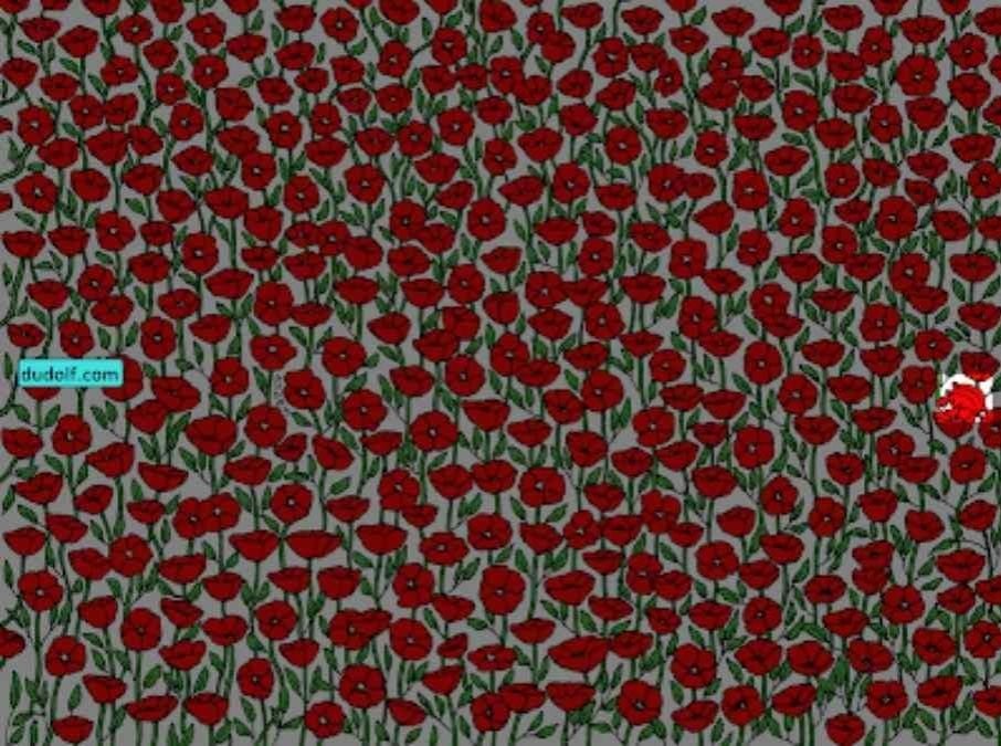 Tylko super uważni znajdą kraba na zdjęciu: przetestuj swoje IQ w 25 sekund