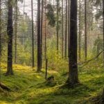 Jakie zwierzę jest ukryte na obrazku: tylko kilka osób zgadnie w ciągu 7 sekund. Jakie zwierzę jest ukryte na obrazku: tylko kilka osób zgadnie