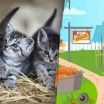 Łamigłówka dla miłośników kotów: musisz znaleźć trzy mruczki w ogrodzie w 15 sekund. Łamigłówka dla miłośników kotów: musisz znaleźć trzy mruczki w ogrodzie