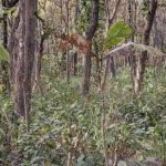 Łamigłówka dla osób z doskonałym wzrokiem: musisz znaleźć tygrysa w