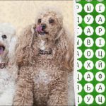 Musisz mieć oczy orła, aby znaleźć słowo „pudel” w 10