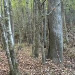 Rebus dla osób z doskonałym wzrokiem: musisz znaleźć renifera w