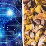 Szybki test IQ: znajdź trzy żółwie wśród liści w 9