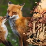 Tylko 15 sekund na znalezienie lisa: zagadka z niespodzianką dla niewielu osób Tylko 15 sekund na znalezienie lisa: zagadka z niespodzianką dla