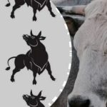 Tylko geniusz łamigłówek może to zrobić: znajdź "specjalnego" byka w 4 sekundy Tylko geniusz łamigłówek może to zrobić: znajdź „specjalnego” byka w