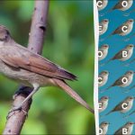 Tylko ludzie o orlich oczach mogą znaleźć słowo "słowik" w 12 sekund: trudna gra logiczna Tylko ludzie o orlich oczach mogą znaleźć słowo „słowik” w