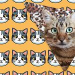 Tylko ludzie z imponującym IQ zobaczą dziwnego kota w 11 sekund: niezwykłe złudzenie optyczne Tylko ludzie z imponującym IQ zobaczą dziwnego kota w 11