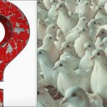 Wszyscy widzą gołębie, ale ty musisz znaleźć dumną mewę w 10 sekund: test IQ Wszyscy widzą gołębie, ale ty musisz znaleźć dumną mewę w