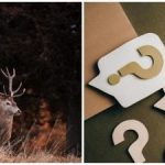 Zagadka dla najbardziej bystrych oczu: tylko nieliczni znajdą jelenia w 10 sekund. Zagadka dla najbardziej bystrych oczu: tylko nieliczni znajdą jelenia w