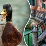 Znajdź kaczkę na obrazku w 10 sekund: tylko kilka osób może rozwiązać zagadkę. Znajdź kaczkę na obrazku w 10 sekund: tylko kilka osób