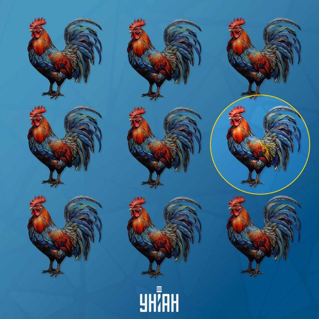 Kogut, który różni się od innych, znajdował się po lewej stronie / Kolaż Moje