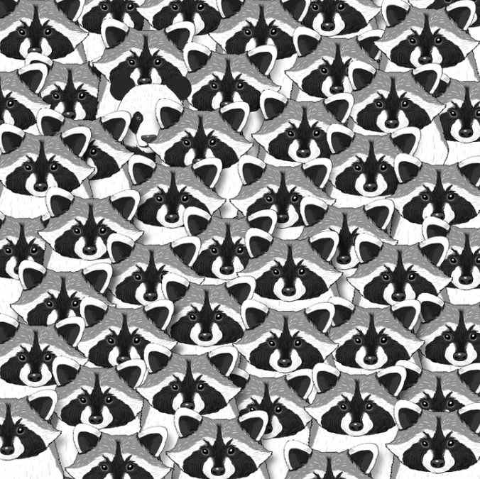 Iluzja dla najbardziej uważnych: tylko nieliczni będą w stanie znaleźć pandę wśród szopów.