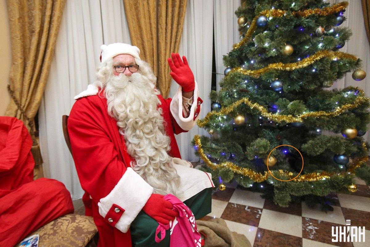 Kot ukrywał się wśród gałęzi choinki / kolaż z Moje fot.