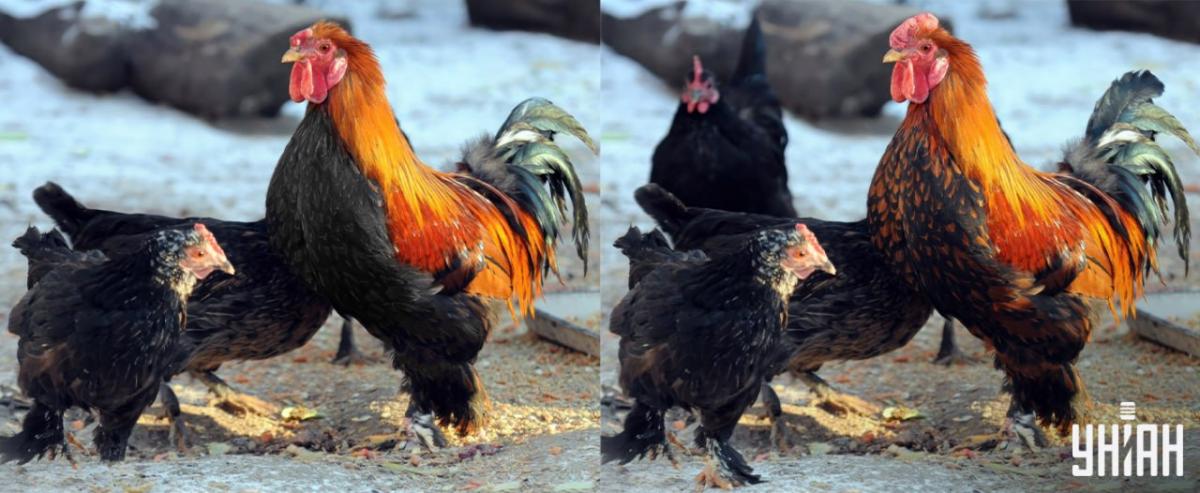 Znajdź wszystkie różnice w 15 sekund / kolaż Moje