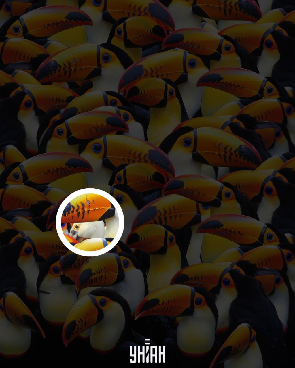 Pelikan znajdował się w pobliżu centrum obrazu / kolaż Moje