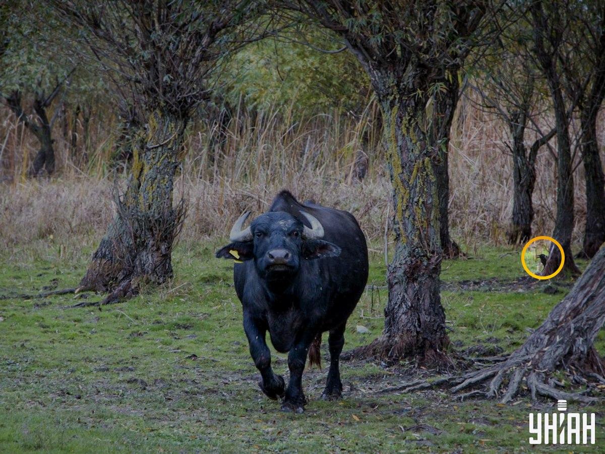 Ptak znajdował się po lewej stronie układanki / kolaż zdjęć Moje