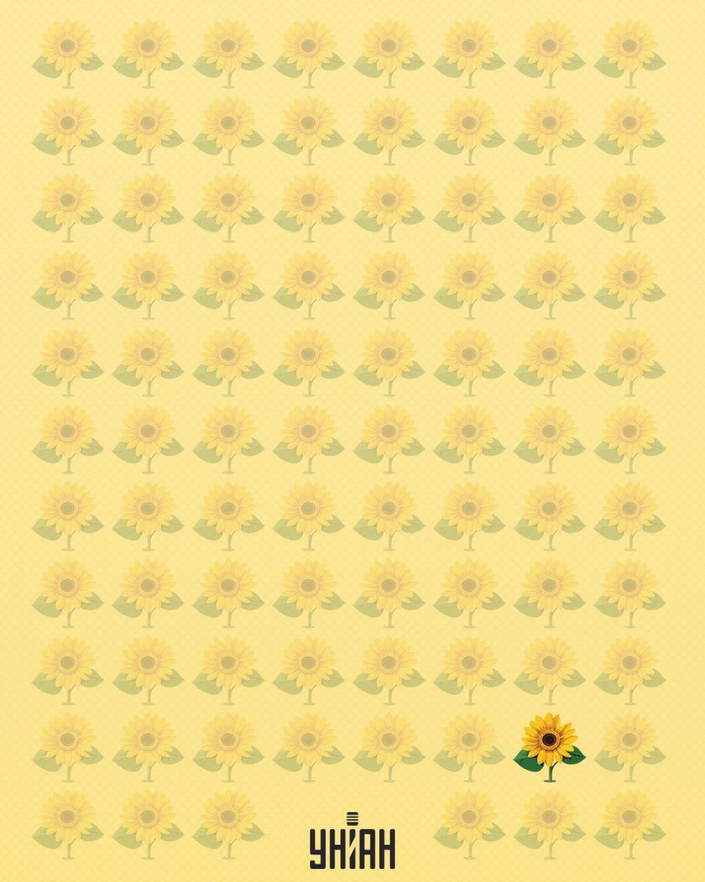 Słonecznik, któremu brakowało płatka, został nazwany dziwnym / kolaż Moje