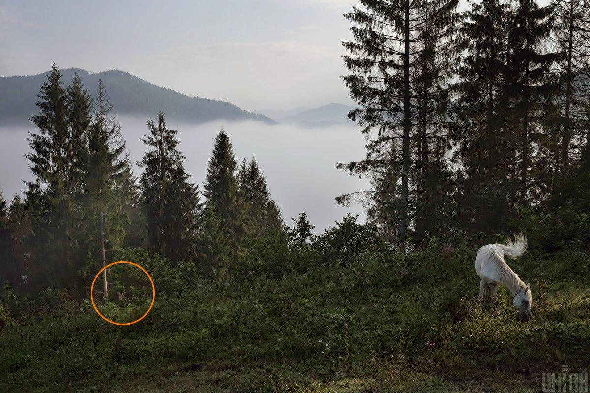 Koza ukrywała się w zieleni / kolaż z Moje fot.