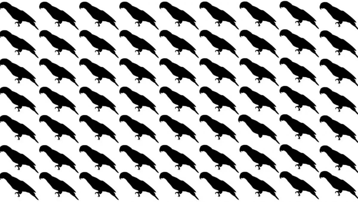 Tylko 5% osób znajdzie papugę na tym złudzeniu optycznym w ciągu 10 sekund.