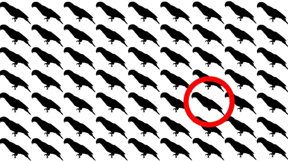 Tylko 5% ludzi znajdzie papugę w tej iluzji optycznej w ciągu 10 sekund.