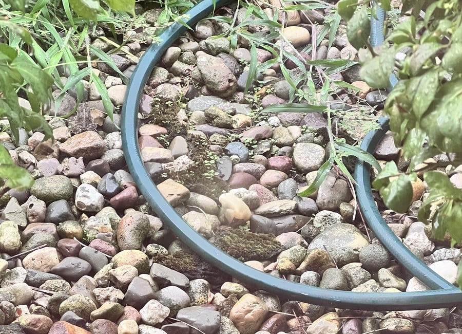 Iluzja optyczna: znajdź ukrytą żabę