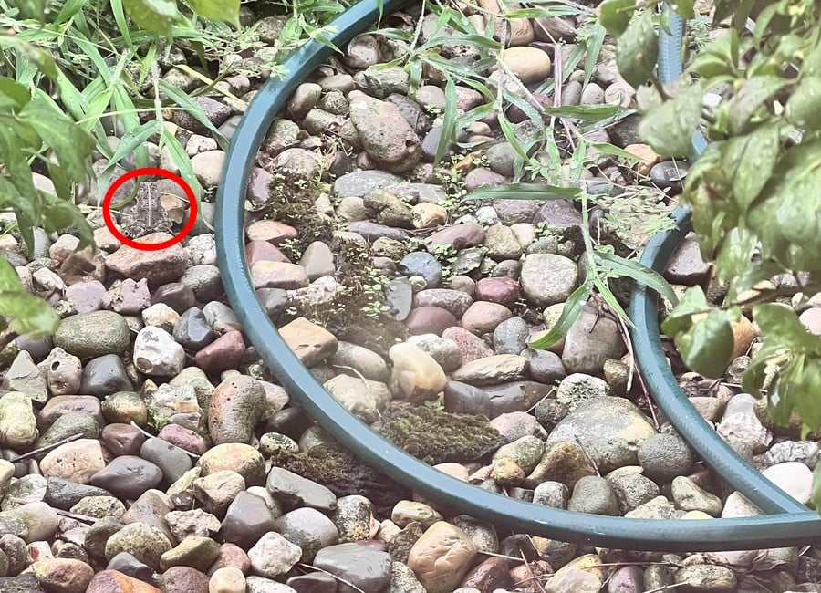 Rozwikłanie złudzenia optycznego