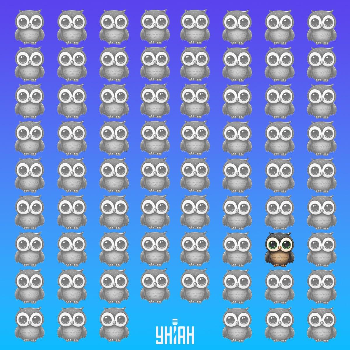 Unikalna sowa znajdowała się na dole zdjęcia po lewej stronie / kolaż Moje