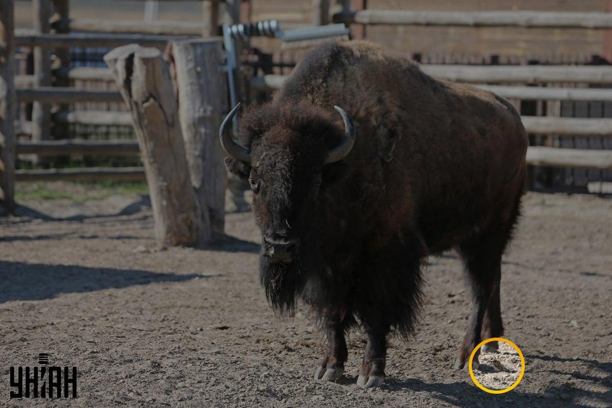 Wróbel znajdował się niedaleko lewego rogu zdjęcia / kolaż z fotografii Moje