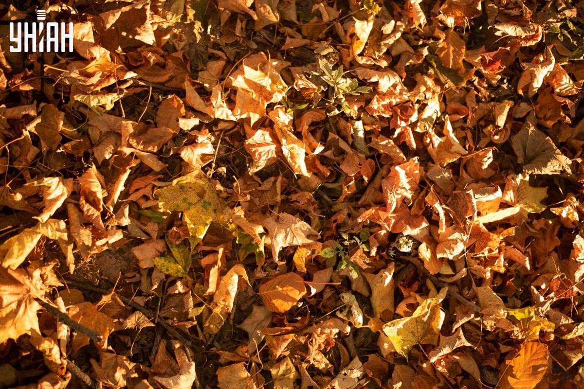 Znajdź żabę na czas na zdjęciu / kolażu ze zdjęciem Moje