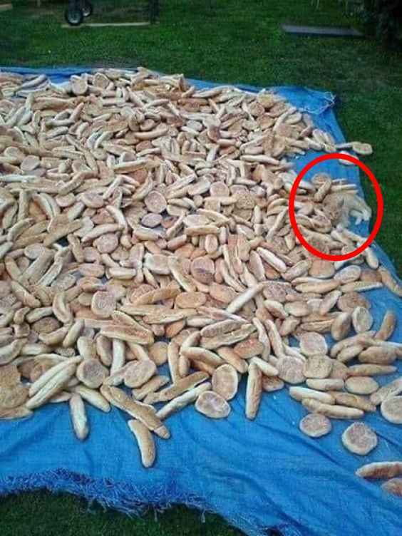 Złudzenie optyczne dla osób z orlim wzrokiem: tylko geniusze znajdują kota w 5 sekund