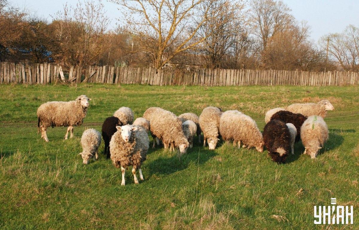 Znajdź psa w mniej niż 10 sekund / kolaż ze zdjęciem Moje