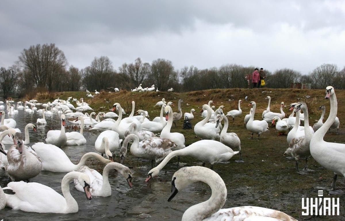 Znajdź gęś wśród łabędzi w czasie / kolaż z Moje photo