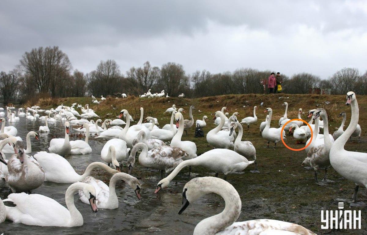 Gęś znajduje się niedaleko centrum obrazu / kolaż z Moje fot.