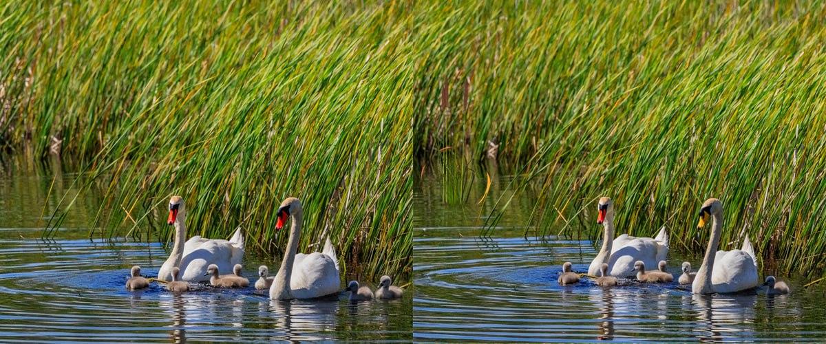 Bardzo szybko znajdź różnice między zdjęciami / kolaż Moje