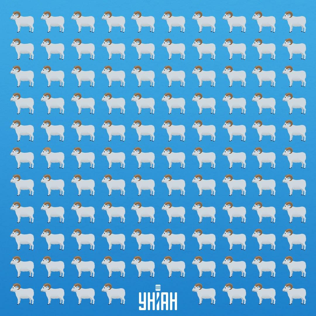 Jest 7 sekund, aby zobaczyć przebiegłe zwierzę / Moje Collage