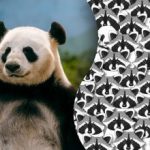 Iluzja dla najbardziej uważnych: tylko nieliczni będą w stanie znaleźć pandę wśród szopów. Iluzja dla najbardziej uważnych: tylko nieliczni będą w stanie znaleźć