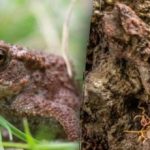 Iluzja optyczna niezwykle trudnego poziomu: musisz zobaczyć żabę na obrazku