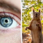 Puzzle z "pułapką": każdy widzi wiewiórkę, ale ty musisz znaleźć żołądź w lesie w ciągu 7 sekund. Puzzle z „pułapką”: każdy widzi wiewiórkę, ale ty musisz znaleźć