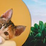 Tylko najbardziej uważni znajdą kota wśród kaktusów: zabawne złudzenie optyczne Tylko najbardziej uważni znajdą kota wśród kaktusów: zabawne złudzenie optyczne