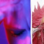 Tylko urodzony szpieg zdemaskuje dziwnego koguta w 13 sekund: trudna gra logiczna Tylko urodzony szpieg zdemaskuje dziwnego koguta w 13 sekund: trudna