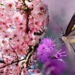 Większość ludzi nie znajdzie motyla na drzewie: trudna łamigłówka dla najbardziej uważnych. Większość ludzi nie znajdzie motyla na drzewie: trudna łamigłówka dla