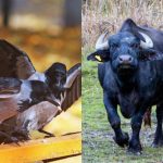 Wszyscy widzą bawoła, a tylko nieliczni znajdują wronę w lesie w 6 sekund: wymagająca gra logiczna Wszyscy widzą bawoła, a tylko nieliczni znajdują wronę w lesie