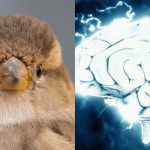 Wszyscy widzą bawoła, a tylko utalentowani znajdują wróbla w 7 sekund: niesamowita gra logiczna Wszyscy widzą bawoła, a tylko utalentowani znajdują wróbla w 7