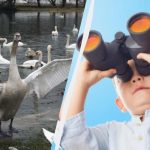 Wszyscy widzą łabędzie chinook, a tylko unicum znajduje kaczkę w 10 sekund: trudna łamigłówka Wszyscy widzą łabędzie chinook, a tylko unicum znajduje kaczkę w