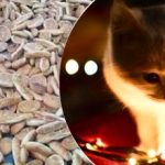 Złudzenie optyczne dla osób o orlim wzroku: tylko geniusze mogą