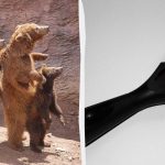 Znajdź kota w zoo w 7 sekund: bardzo wymagająca gra